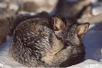 《英雄传说：黎之轨迹》新角色介绍与实时战斗演示